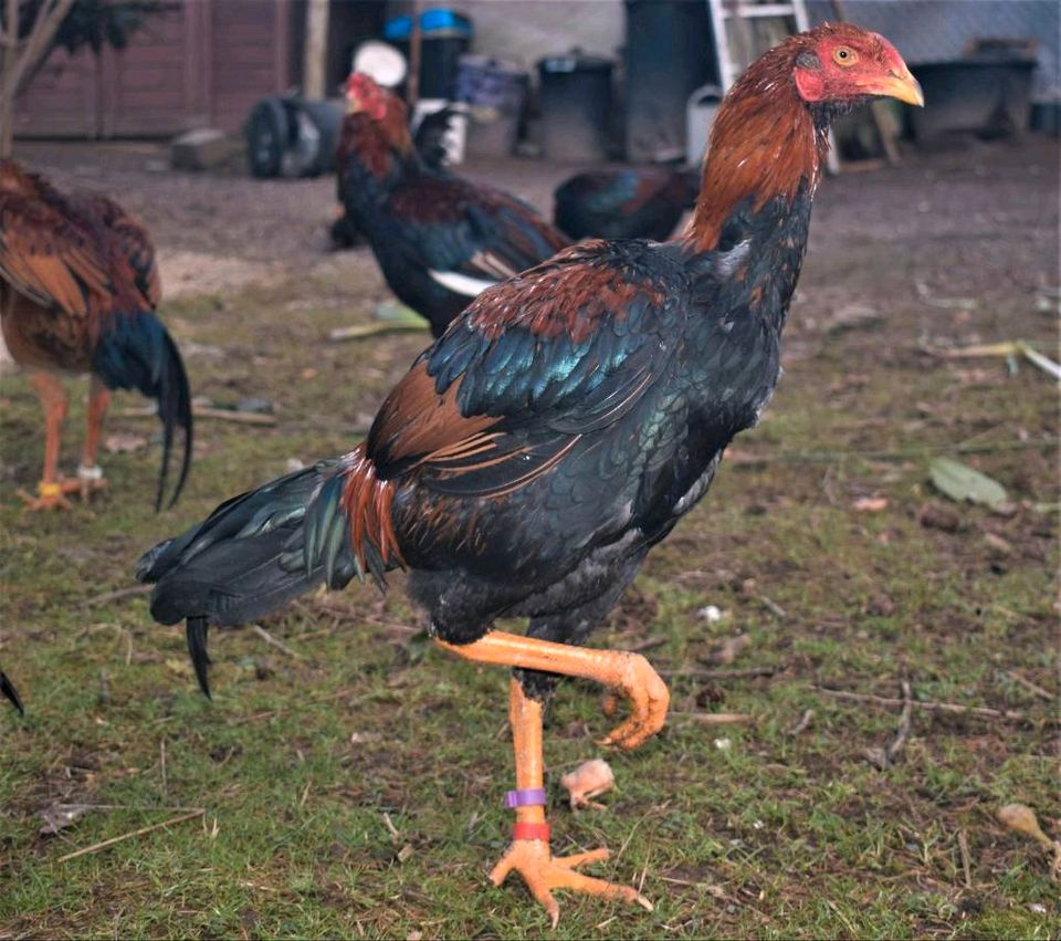 Exotische Tierschutzhähne suchen ein Zuhause in Leichlingen