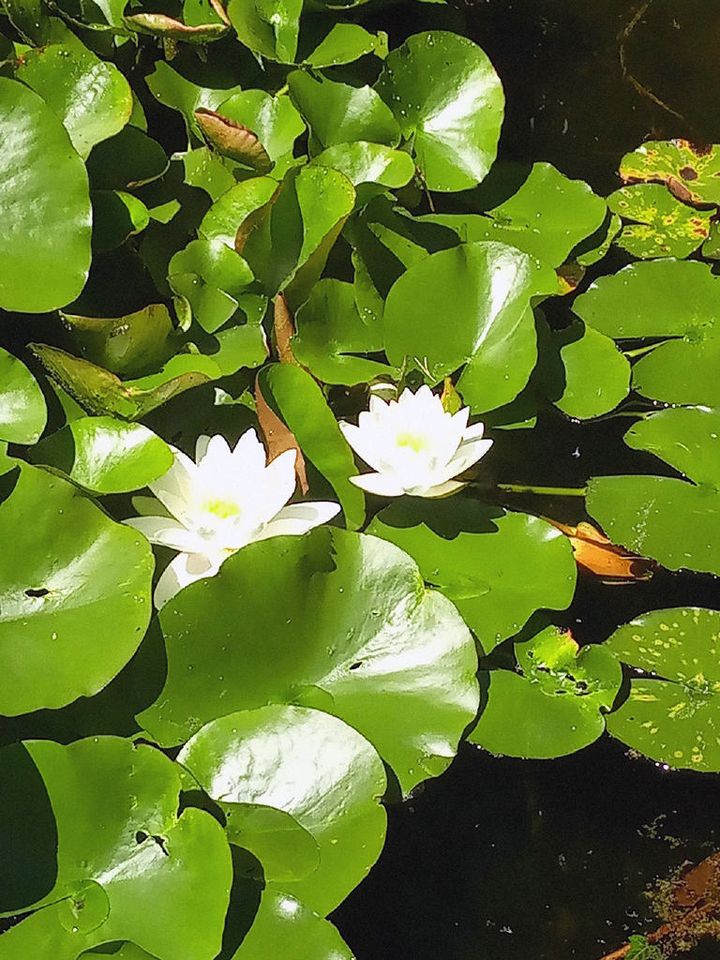 Für Naturliebhaber - Idylle pur! in Wegberg