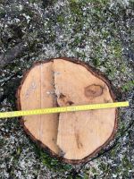 Stubbenfräsen- Entfernen von Wurzeln- Wurzelfräsen- Entfernen von Baumstumpf Mecklenburg-Vorpommern - Sagard Vorschau