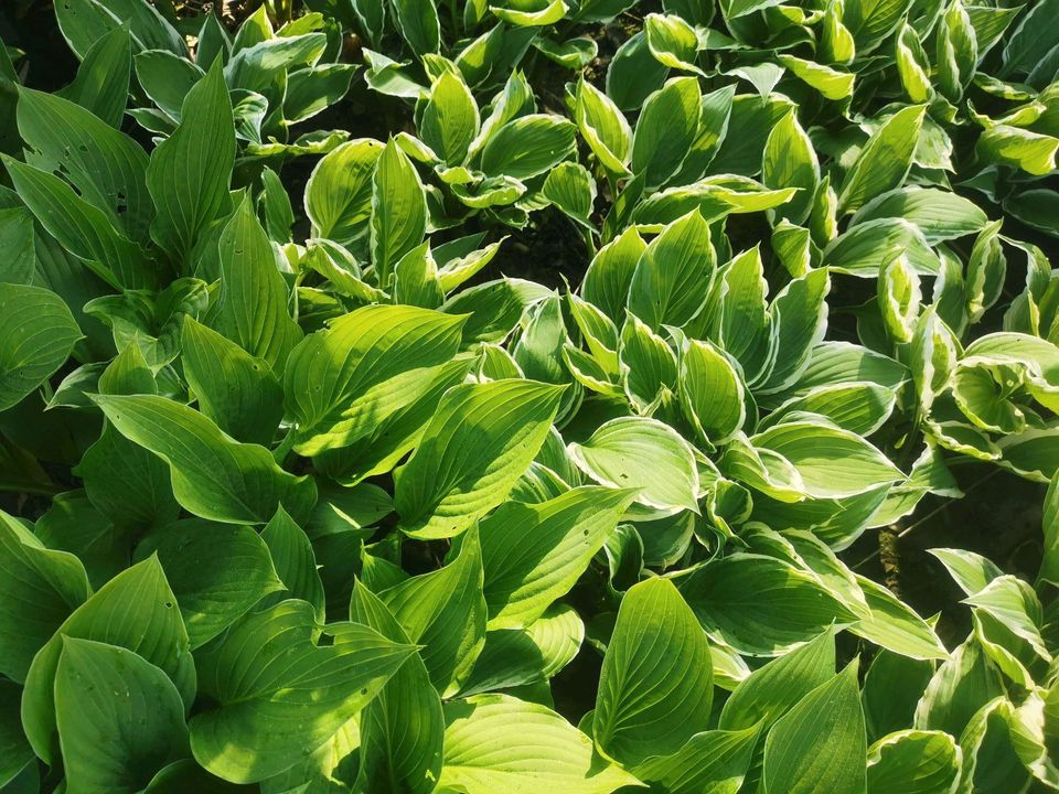 Funkie Hosta Herzblatt-Lilie Gartenpflanze Beet Blume in Stockach