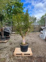 NEU! Granatapfelbaum, Pflanze, Outdoor, Inkl. Topf, Obstbaum Neustadt - Hohentor Vorschau