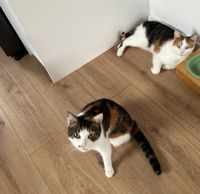 Katzen europäisch Kurzhaar im Doppelpack Baden-Württemberg - Weisenbach Vorschau