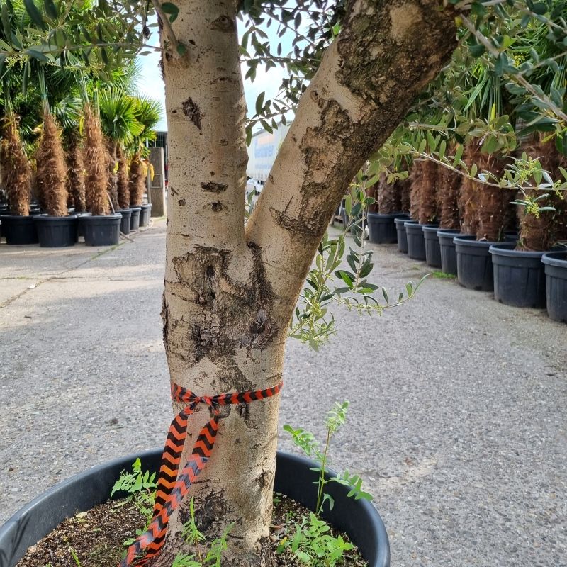 Olivenbaum Olea Europaea (Nr.29) 44cm Stammu. Verzweigt +/-220cm in Oberhausen