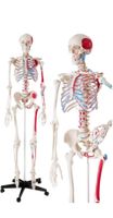 Anatomie Skelett Günni Schleswig-Holstein - Bad Oldesloe Vorschau