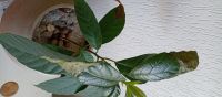 Avocado zimmerpflanze Baum flanze in großen Übertopf 2 Jahre Alt Berlin - Wilmersdorf Vorschau