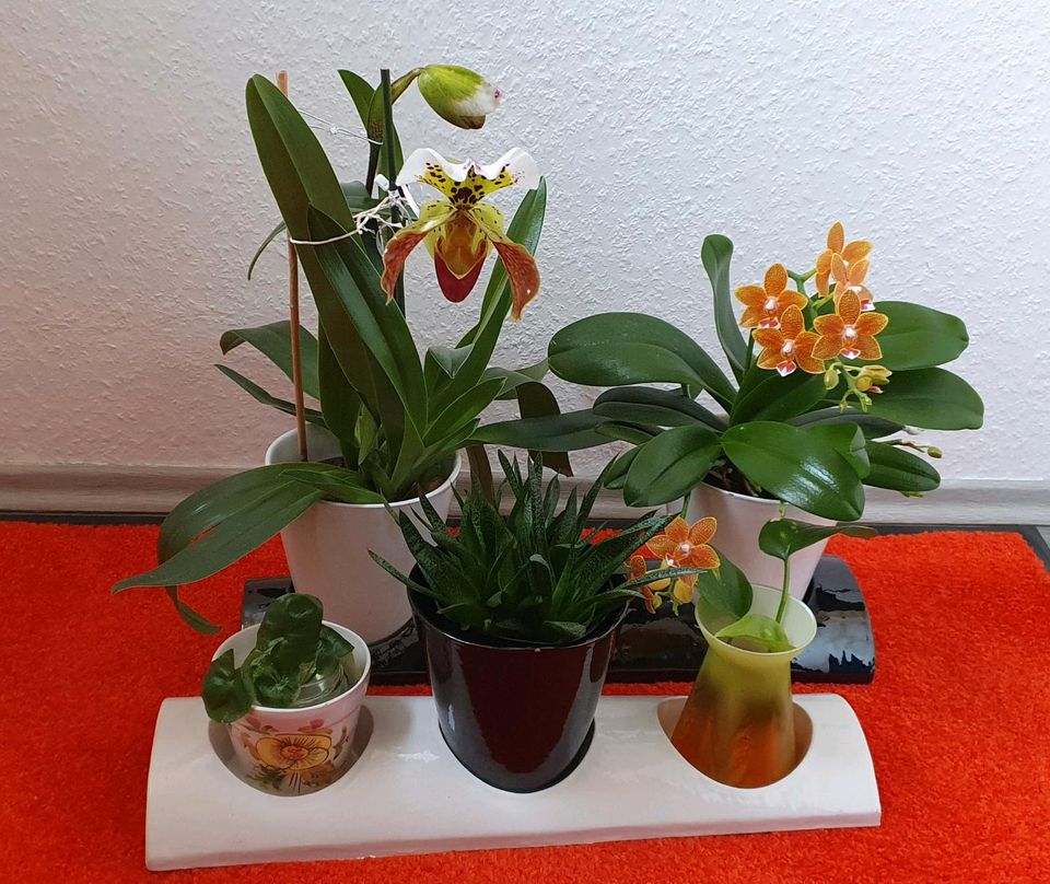 2 außergewöhnliche Blumenuntersetzer + 3 Töpfe Ton Keramik in Ruhla