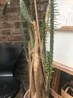 Kaktus, groß ca. 1,8 Meter Nordrhein-Westfalen - Frechen Vorschau