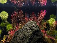 Kallax Becken // Kallax Aquarium // Chihiros A301 LED Berlin - Neukölln Vorschau