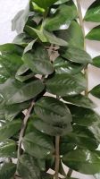 Glücksfeder Zamioculcas Pflanze 100cm Stuttgart - Bad Cannstatt Vorschau