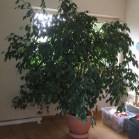 Ficus Benjamini Bayern - Roth Vorschau