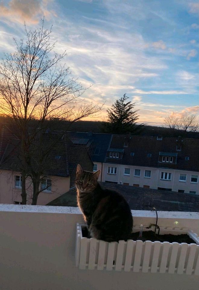 Katze vermisst  köln porz in Köln