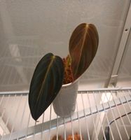 Philodendron Gigas Ableger Niedersachsen - Braunschweig Vorschau