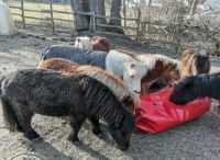 Slowfeeding System für Ponys der HP-Reinforced von Horselife-Plus Schleswig-Holstein - Bliestorf Vorschau