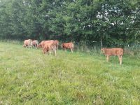 Suche Grünland Wiese Weide Ackerland Sachsen-Anhalt - Jeggau Vorschau