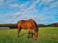 Pflegebeteiligung / Kinderpony für Spaziergänge / Zeit mit Pferd Hessen - Löhnberg Vorschau