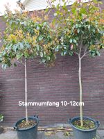 Photinia Red Robin, Glanzmispel Baum, Stammhohe 125cm Nordrhein-Westfalen - Südlohn Vorschau