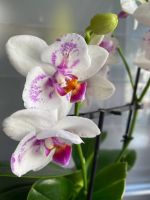 Orchidee Phalaenopsis 2 in 1 PELORIC  BLÜHT Mitte - Wedding Vorschau