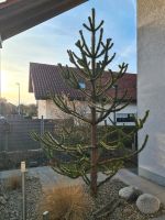 Gartenpflanzen Palmen Gräser Bäume günstig abzugeben Baden-Württemberg - Untereisesheim Vorschau