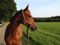 Pflegebeteiligung Pferd 31 Schleswig-Holstein - Reinbek Vorschau