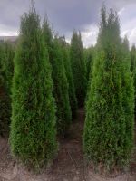 Thuja Smaragd 100-500cm, RABATTE, Anlieferung, EINPFLANZBERATUNG Lübeck - Moisling Vorschau