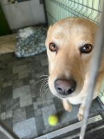 Labrador, 3 Jahre alter Rüde kastriert Niedersachsen - Rosdorf Vorschau