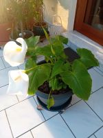 Calla Crowsborough Nordrhein-Westfalen - Wiehl Vorschau