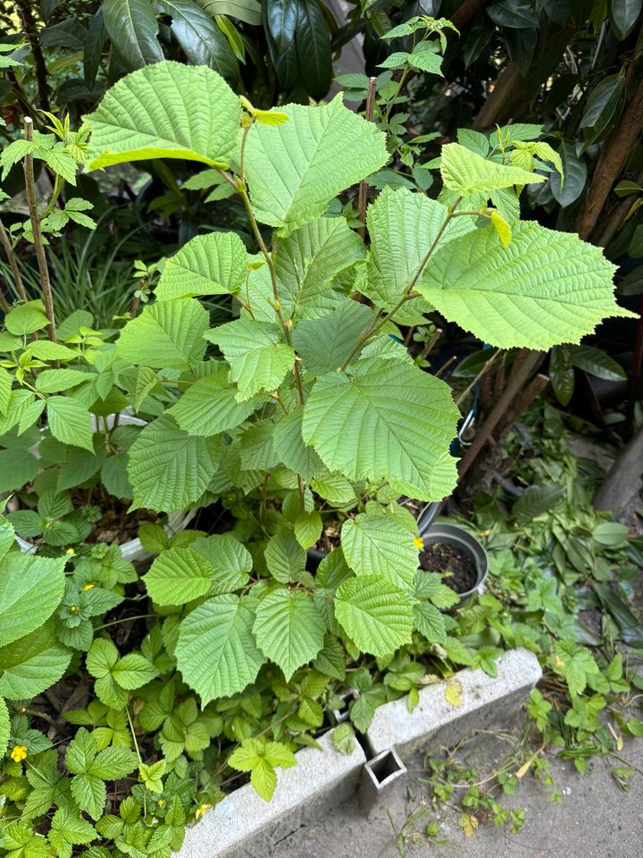 Haselnussstrauch (Corylus avellana) Türkische Sorte in Hamburg