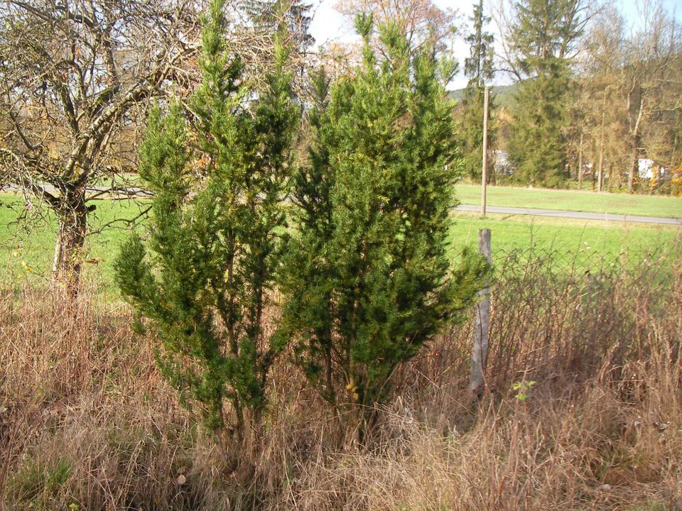 Solitärbäume-Thuja Smaragd   &   Brabant in Presseck