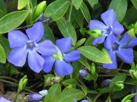 Bodendecker Vinca Minor in lila Sachsen - Waldheim Vorschau