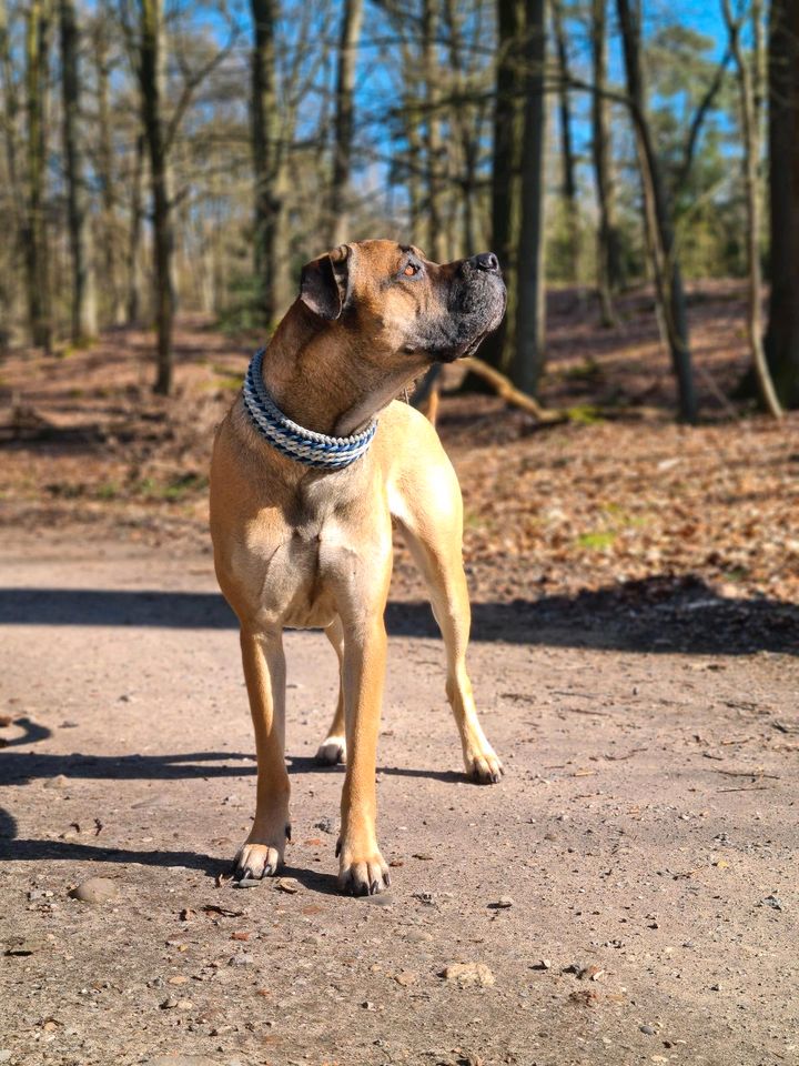 Hundeliebhaber gesucht! in Osterwieck