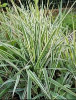 Gras Rohrglanzgras (Phalaris arundinacea) winterhart Niedersachsen - Bösel Vorschau