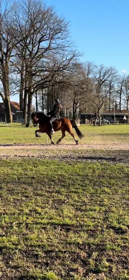 Schicke F1 Isländer Stute Zucht Sport Allrounder Islandpferd in Lingen (Ems)