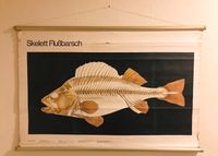 Schulleinwand, Wandkarte Fisch (Barschskelett) Brandenburg - Neuenhagen Vorschau