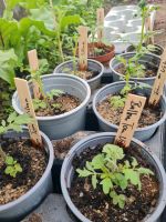 Tomatenpflanzen, Tomaten, Garten, Indigo Rose, Balkon, Ochsenherz Bayern - Hohenlinden Vorschau