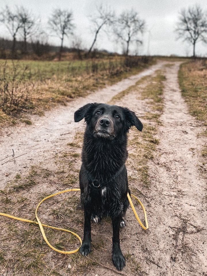 Langfristige:r Dogsitter:in mit Erfahrung und Eigenhund gesucht in Berlin