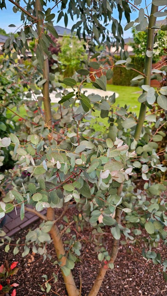 Eukalyptus in Emstek