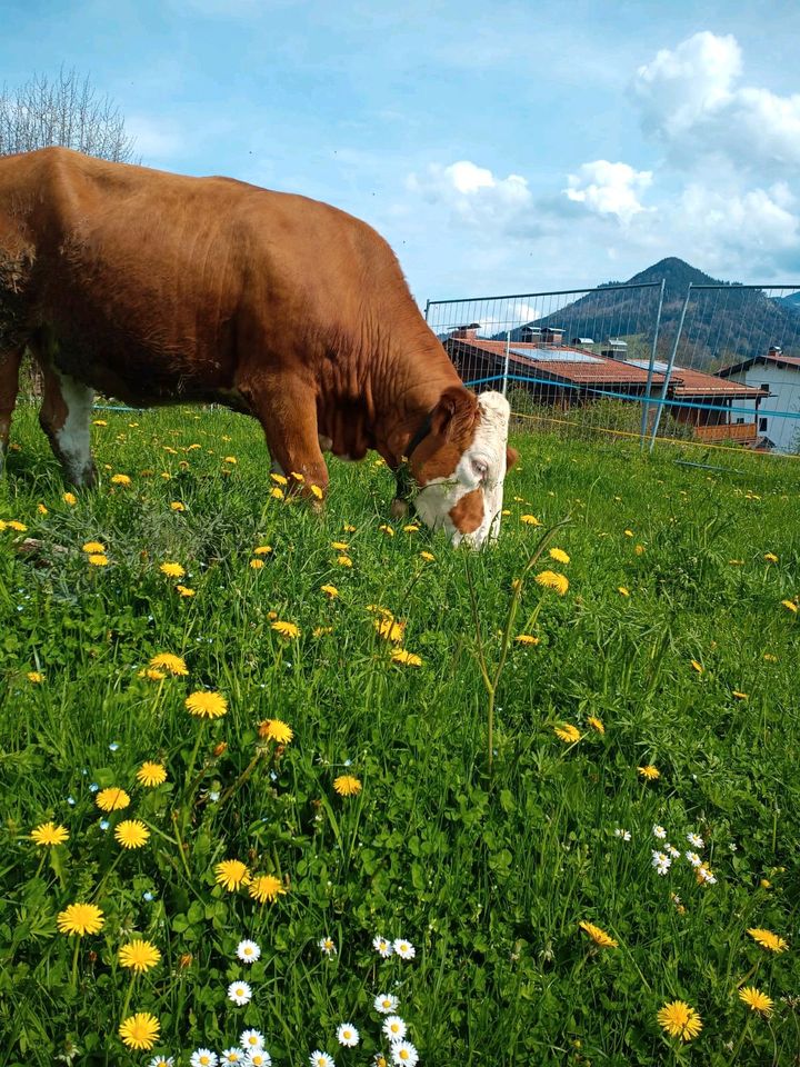 Rasenmäher zu vermieten, Ökologisch in Schliersee