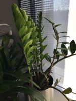 Glücksfeder Zamioculcas zamiifolia Rheinland-Pfalz - Standenbühl Vorschau