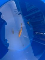 Aquarium-Fische abzugeben Nordrhein-Westfalen - Hückelhoven Vorschau
