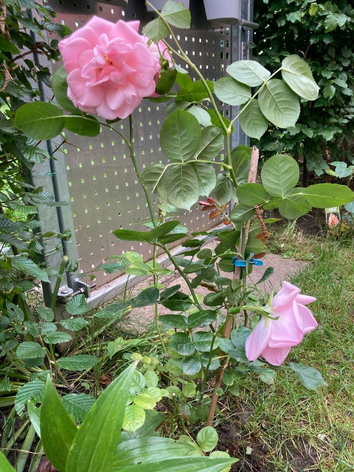 Rose der Sorte I am special Plant’n’Relax in Köln
