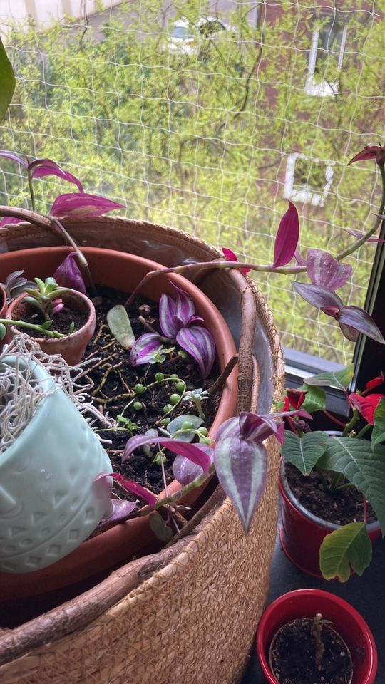 Ableger Hängepflanzen Pilea,Echeveria, Leuchterblume in Düsseldorf