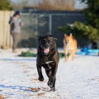 Bildschöne AMY ❤️ aus dem Tierschutz sucht ihre Familie Sachsen-Anhalt - Möckern Vorschau