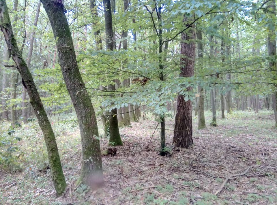 Wald in Wernsdorf / Hirschaid in Forchheim