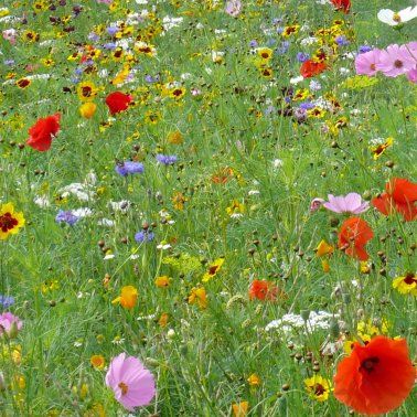 Blühwiesen neu anlegen, Bienenweiden, Blumenwiesen in Bad Zwischenahn