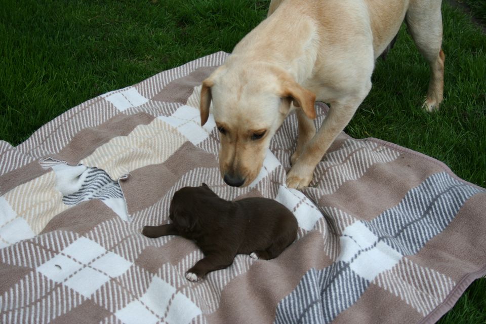 Labrador x Mini Australian Shepherd Mischlings Welpen Rüden. in Rietberg