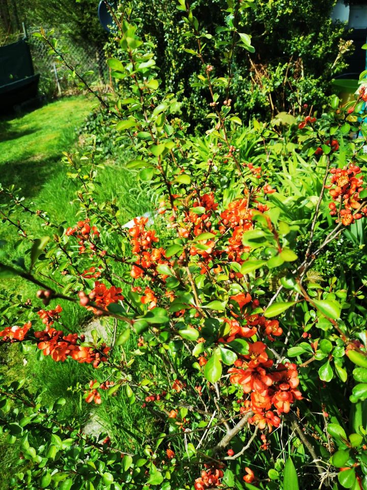 ✿❀ traumhaftes Gartenhaus mit toller Ausstattung ✾❁ in Ehrenfriedersdorf