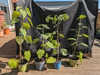 Physalis - große Jungpflanze - Andenbeere Brandenburg - Hennigsdorf Vorschau