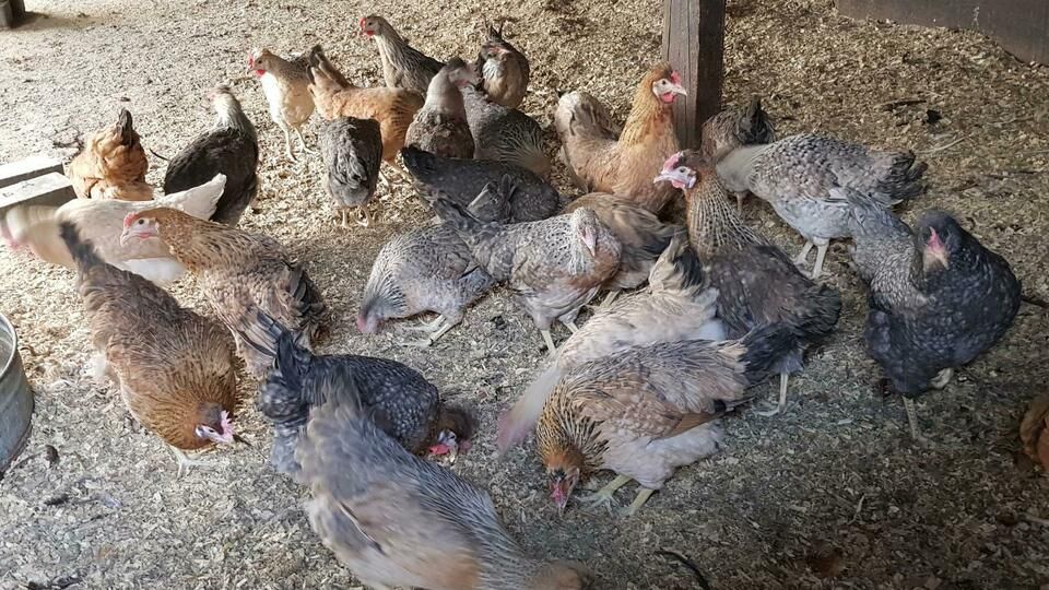 verschiedene Hühner zu verkaufen in Auetal