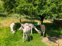 Alpakas und Kindergartenkinder zu Besuch bei Church Hill Alpacas Bayern - Wolnzach Vorschau