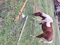 verkaufe  endmaß pony Nordrhein-Westfalen - Hopsten Vorschau